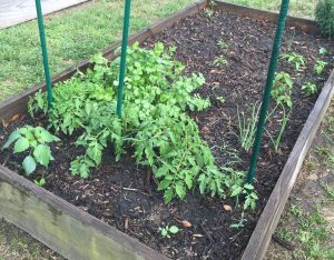 Community Garden in Louisiana