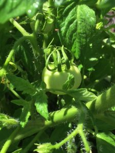Tomato Growing in Garden