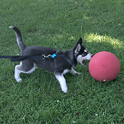 Kickball-Dog