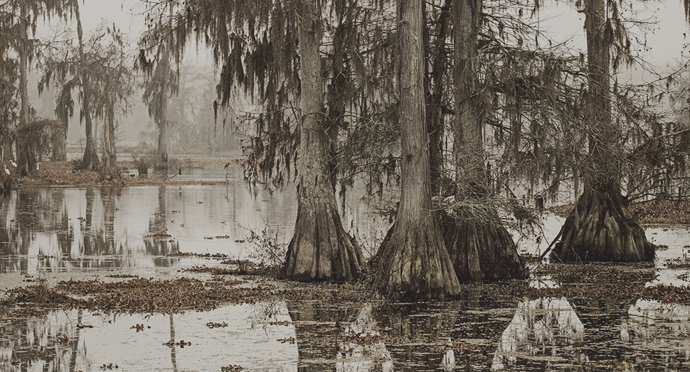 Louisiana Swampland - Scary Rougarou Habitat