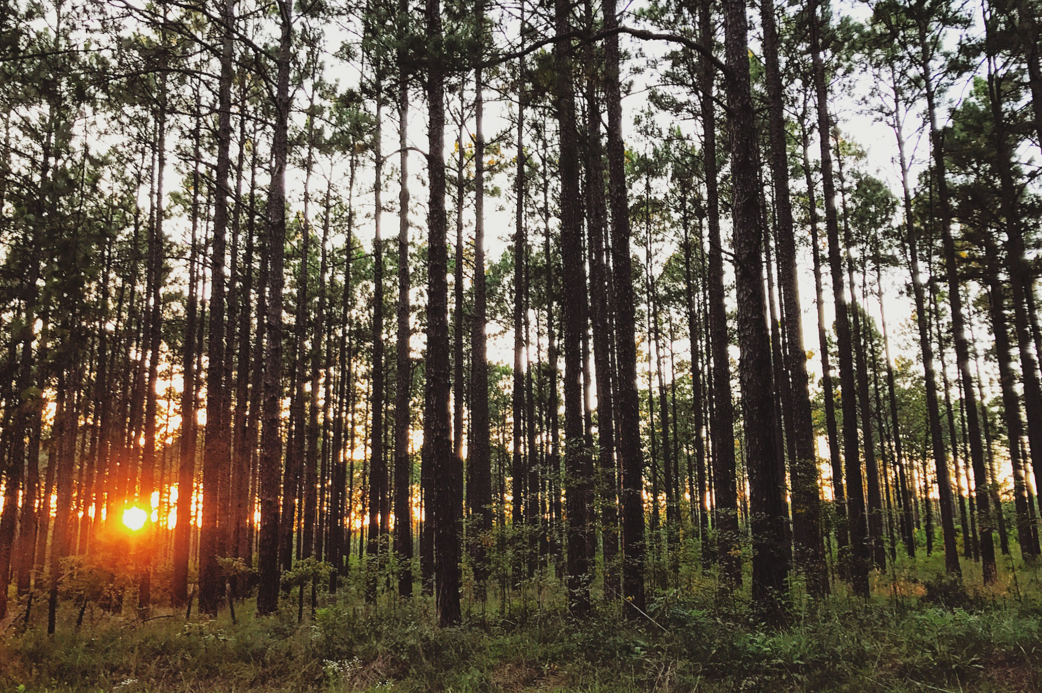 Historic Camp Claiborne