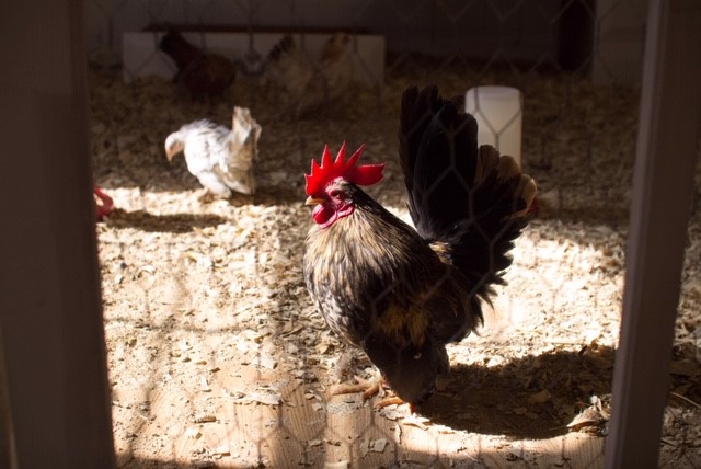 Somerset woman posts pictures of the monster egg her chicken laid