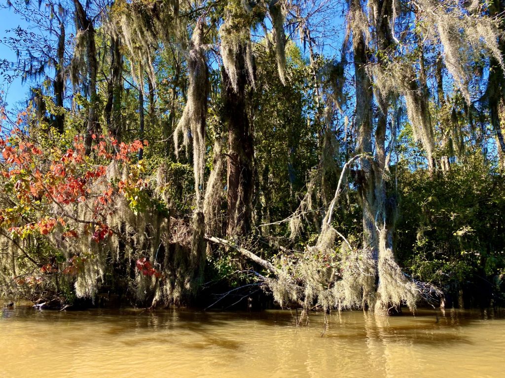 The Legend of the Honey Island Swamp Monster