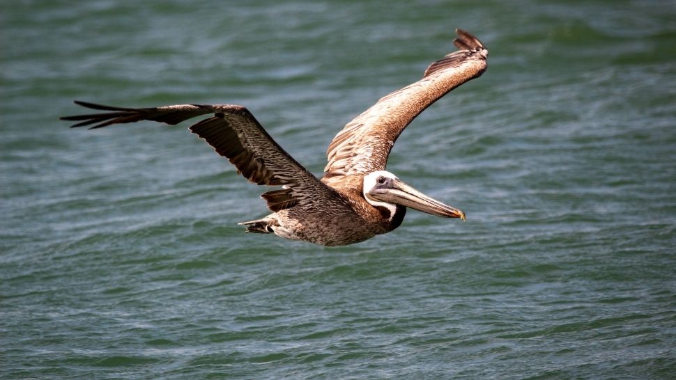 History Of Louisiana s State Bird The Brown Pelican